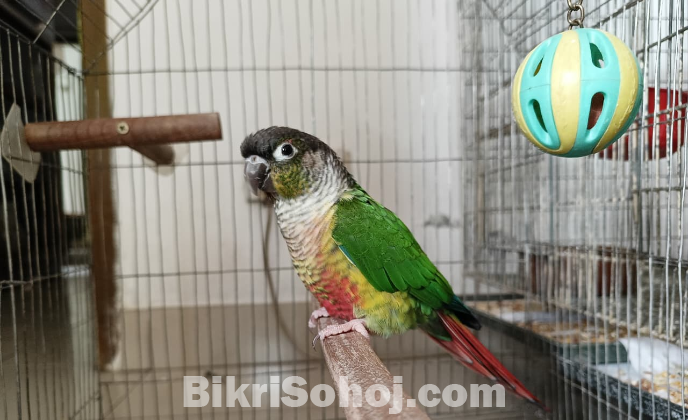 গ্রিন চিক কনুর